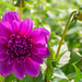 New Dahlia... by thewatersphotos