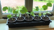 8th May 2021 -  Courgettes and Butternut Squash - Growing Too Fast