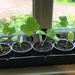  Courgettes and Butternut Squash - Growing Too Fast by susiemc