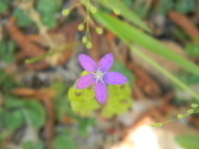 8th May 2021 - Purple Flower