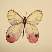6th Apr 2021 - Butterfly 