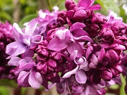 7th May 2021 - More lilac