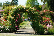 7th May 2021 - Rose arches