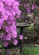 8th May 2021 - Mourning Dove