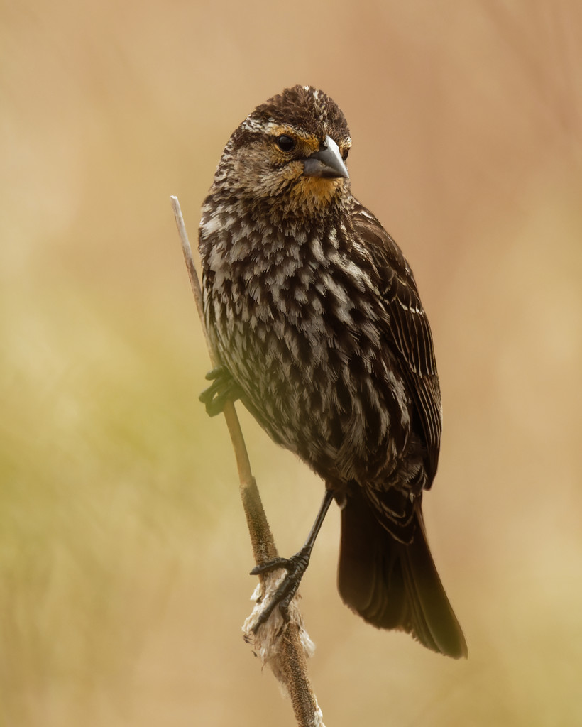 female red-winged blackbird by rminer