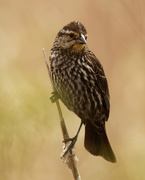 8th May 2021 - female red-winged blackbird