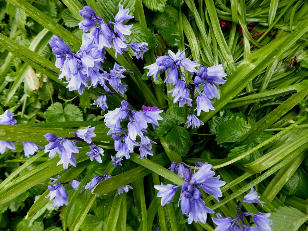 Bluebells in the rain. by snowy