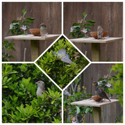 8th May 2021 - A busy afternoon in the garden