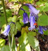 8th May 2021 - Spring.Bluebell:Ladybird and sunshine classic😂