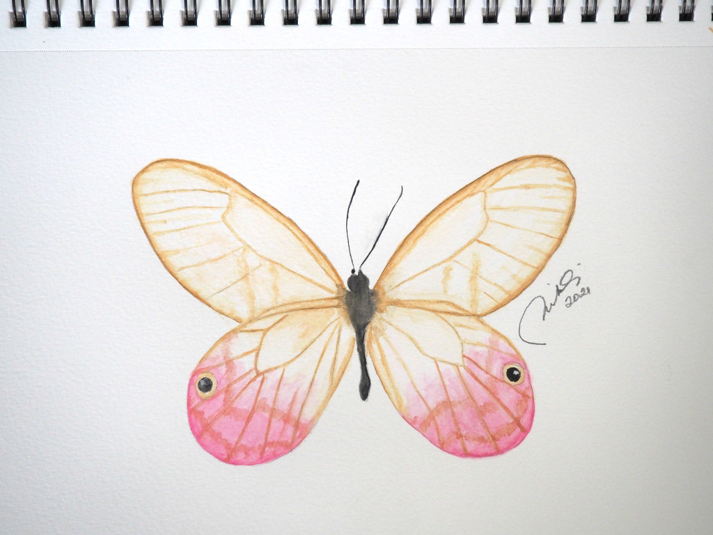 glasswing butterfly by artsygang