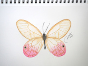 8th Apr 2021 - glasswing butterfly