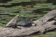 8th May 2021 - Painted Turtles