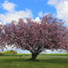 A blooming Prunus tree  by pyrrhula