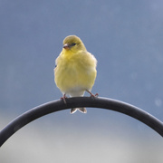 7th May 2021 - Goldfinch?