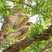 Juvenile Hawk by lynne5477