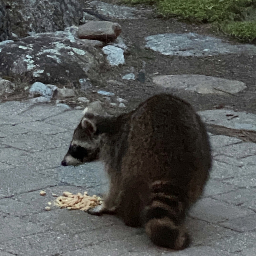 Rocky Raccoon feasting on peanuts by berelaxed