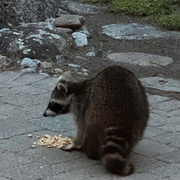 8th May 2021 - Rocky Raccoon feasting on peanuts