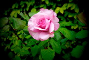7th May 2021 - Garden Rose