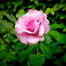 Garden Rose by redy4et