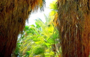 5th May 2021 - Glimpse of the Palm Garden 
