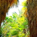 Glimpse of the Palm Garden  by redy4et