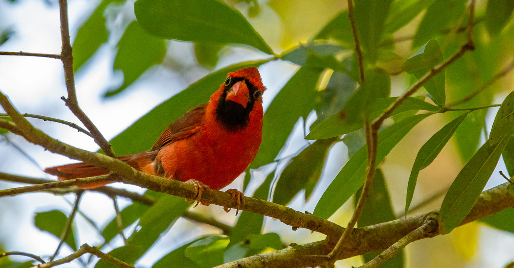 Mr Cardinal, Checking Me Out! by rickster549