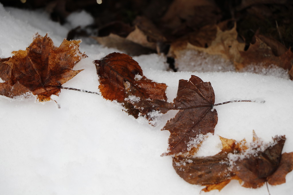 Winter leaves by jdraper