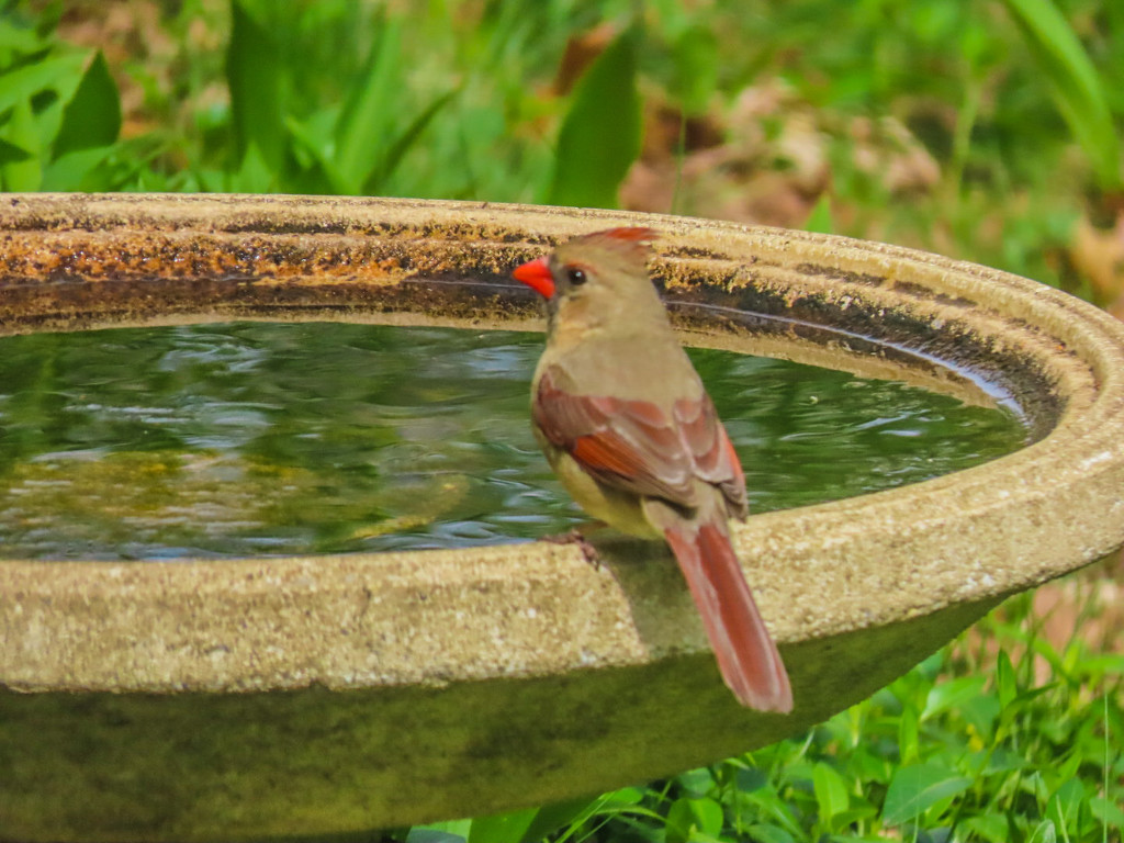 Mrs. Cardinal at the birdbath  by mzzhope