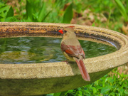 8th May 2021 - Mrs. Cardinal at the birdbath 