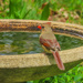 Mrs. Cardinal at the birdbath  by mzzhope