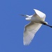 Giant Egret Flying Overhead by markandlinda