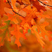 Oak leaves in autumn by maureenpp