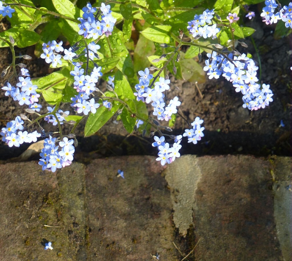 forget me nots and brick path edging by quietpurplehaze