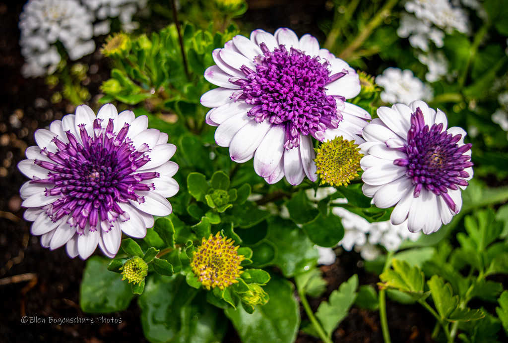 Interesting Zinnias  Flowers for Month of May by theredcamera