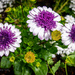 Interesting Zinnias  Flowers for Month of May by theredcamera