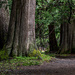 Cedar walk by theredcamera