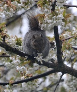 8th May 2021 - Squirrel Eating Cherry Blossom