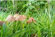 9th May 2021 - Spring.. Fungi after the rain