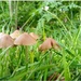 Spring.. Fungi after the rain by 365projectorgjoworboys