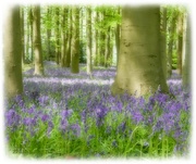9th May 2021 - Dreamy Bluebells