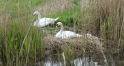 9th May 2021 - Swan On Nest