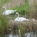 Swan On Nest by g3xbm