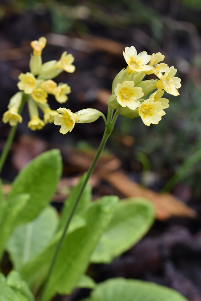 Once more for the Cowslips......... by 365anne