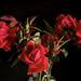 Roses by k9photo