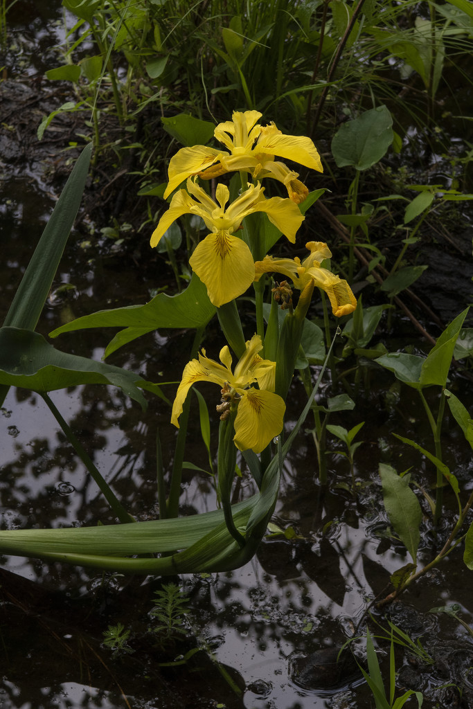 Beaver Lake Iris - Yellow by timerskine