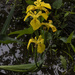 Beaver Lake Iris - Yellow by timerskine
