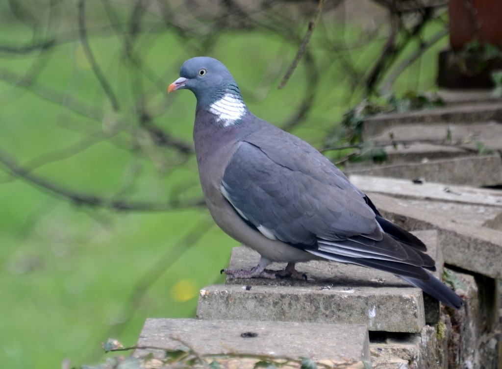 Wood Pigeon by arkensiel