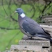 Wood Pigeon by arkensiel
