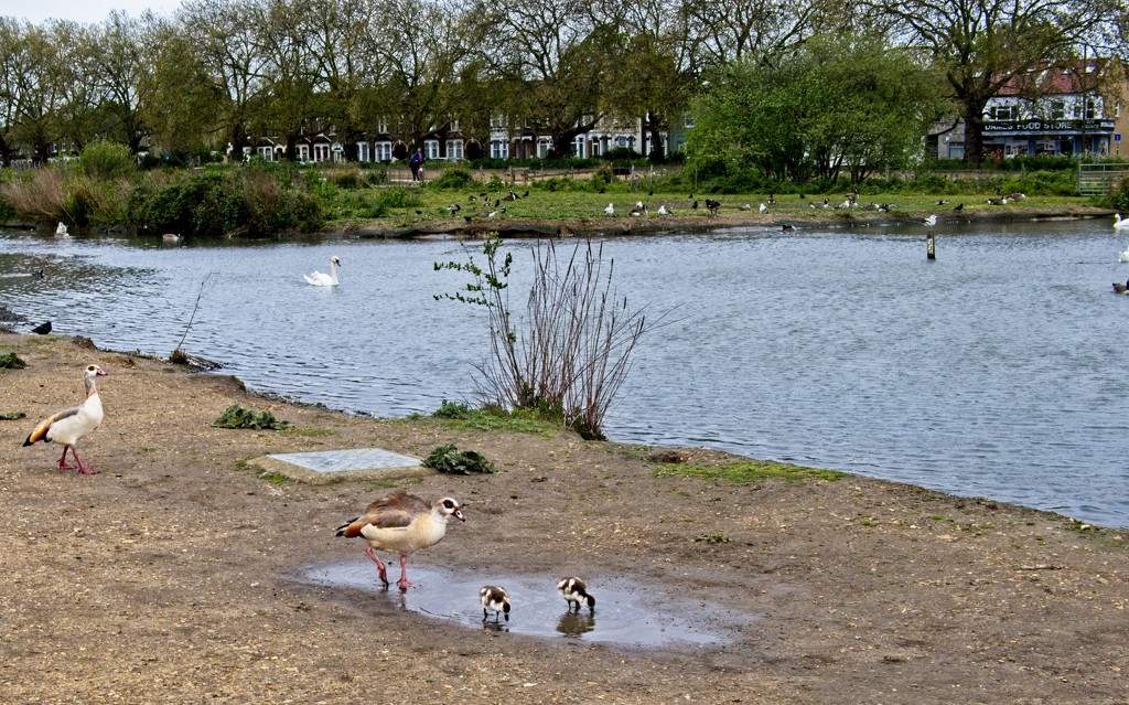 A Family Day Out by the Pond by billyboy