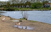 9th May 2021 - A Family Day Out by the Pond